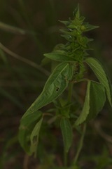 Acalypha neomexicana