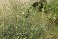 Dalea albiflora