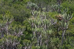 Euphorbia triangularis