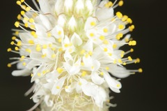 Dalea albiflora