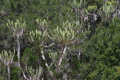 Euphorbia triangularis