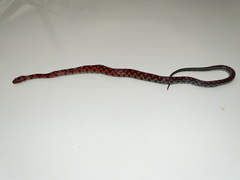 Erythrolamprus vitti