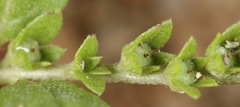 Euploca fruticosa