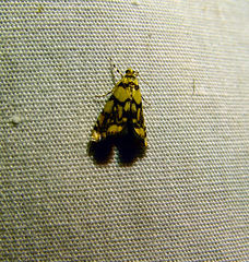 Diptychophora harlequinalis