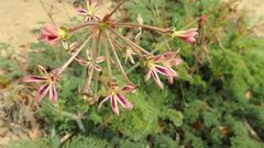 Pelargonium triste