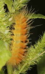 Pygarctia roseicapitis