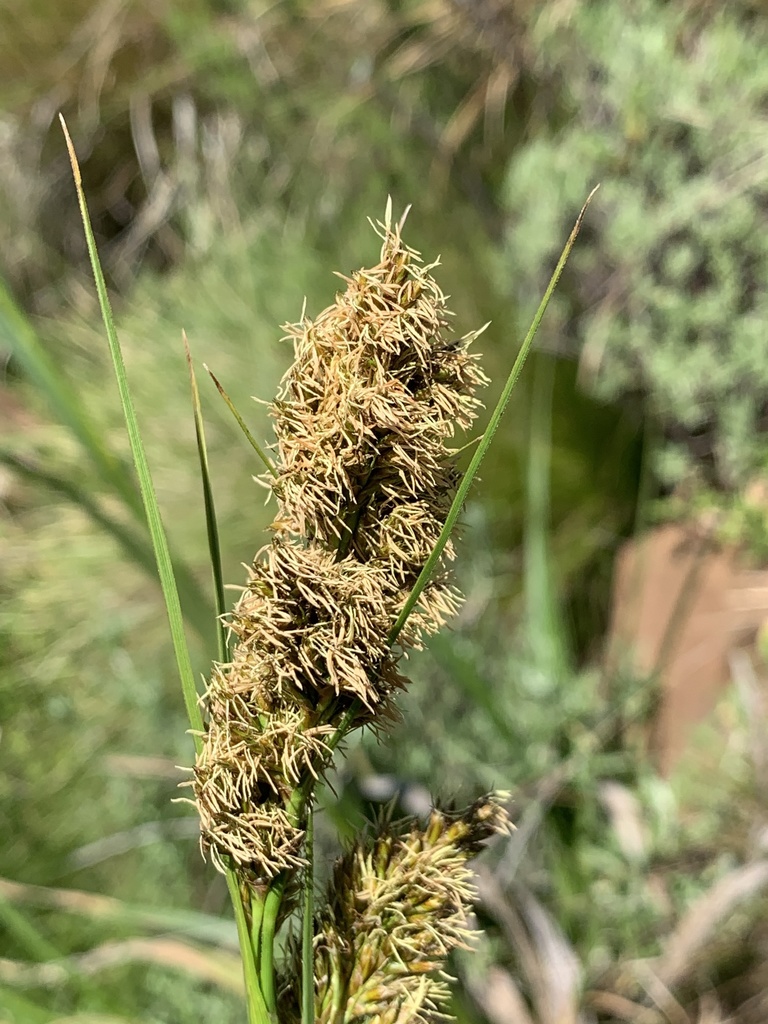 Carex sect. Schoenoxiphium