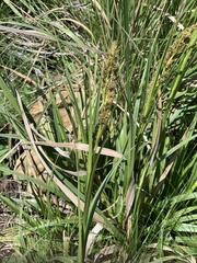 Carex schweickerdtii