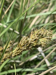 Carex schweickerdtii