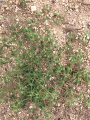 Euphorbia rayturneri