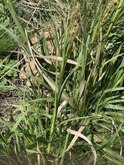 Carex schweickerdtii