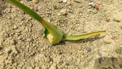Colchicum cuspidatum
