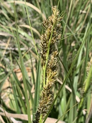 Carex schweickerdtii