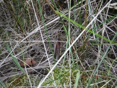 Pardalophora apiculata