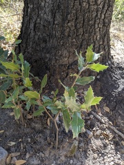 Quercus emoryi