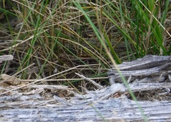 Pardalophora apiculata