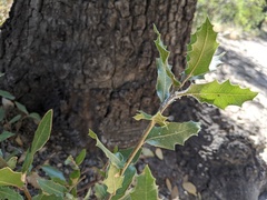 Quercus emoryi