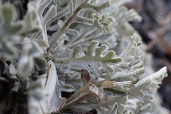Jacobaea leucophylla