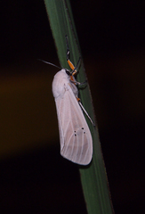 Creatonotos transiens vacillans