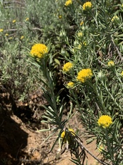 Helichrysum splendidum