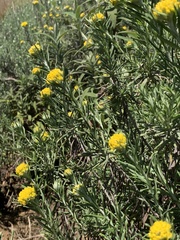 Helichrysum splendidum
