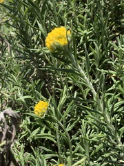 Helichrysum splendidum