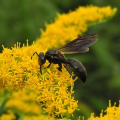 Polistes parametricus