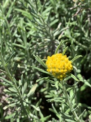 Helichrysum splendidum