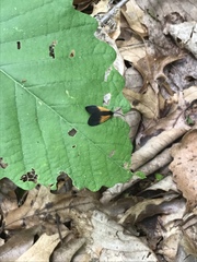 Pyromorpha dimidiata