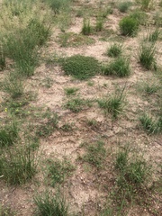 Euphorbia rayturneri