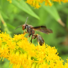 Polistes parametricus