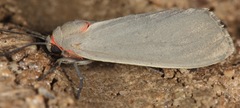 Pygarctia murina