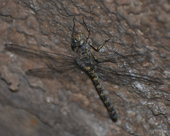 Rhionaeschna pallipes