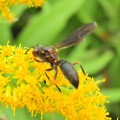 Polistes parametricus