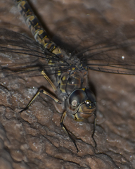 Rhionaeschna pallipes