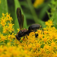Polistes parametricus