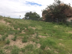 Euphorbia rayturneri