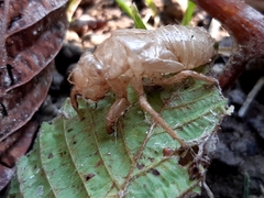 Cicada orni
