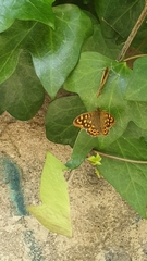 Pararge aegeria