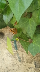 Pararge aegeria
