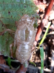 Cicada orni