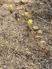 Castilleja praeterita