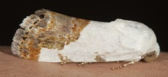 Acontiinae