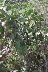 Opuntia monacantha