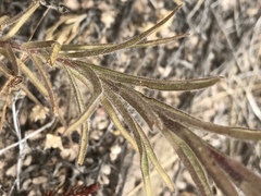Castilleja praeterita