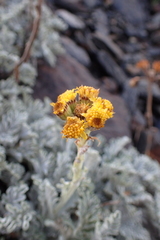 Jacobaea leucophylla