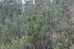 Euphorbia triangularis