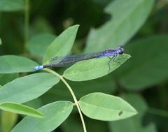 Paracercion calamorum calamorum