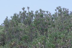 Euphorbia triangularis