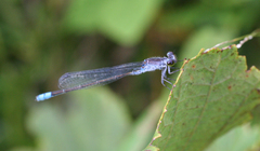 Paracercion calamorum calamorum